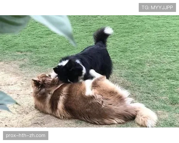 蒋圣龙家的狗都比我家吃得好