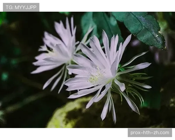 巴尔科拉多次打出高光表现 是否只是昙花一现?